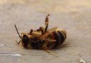 Какой ритуал проводят муравьи, когда умирает пчела